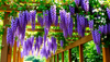 Vibrant purple wisteria flowers cascading from a wooden pergola in sunlight.